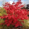 ACER PALMATUM 'OSAKAZUKI' IST