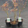 ACER PALMATUM 'OSAKAZUKI' kak
