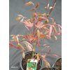 ACER PALMATUM 'OSAKAZUKI' kak1