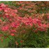 Acer palmatum 'Osakazuki' shutt