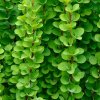 BERBERIS THUNBERGII 'GREEN ORNAMENT' (DRÁČ THUNBERGOV)