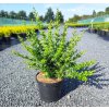 BERBERIS THUNBERGII 'GREEN ORNAMENT' (DRÁČ THUNBERGOV)