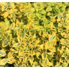 EUONYMUS FORTUNEI 'EMERALD 'N' GOLD IST
