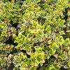 EUONYMUS FORTUNEI 'EMERALD 'N' GOLD kak1