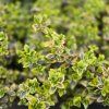 EUONYMUS FORTUNEI 'EMERALD 'N' GOLD kak