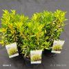 EUONYMUS JAPONICUS 'LUNA' kak