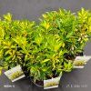 EUONYMUS JAPONICUS 'LUNA' kak1