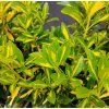 EUONYMUS JAPONICUS 'LUNA' kak2