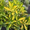 EUONYMUS JAPONICUS 'LUNA' kak1