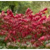 EUONYMUS ALATUS 'COMPACTUS' IST