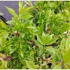 EUONYMUS ALATUS 'COMPACTUS' kak