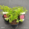 EUONYMUS ALATUS 'COMPACTUS' kak1