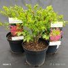 EUONYMUS ALATUS 'COMPACTUS' kak2