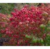 EUONYMUS ALATUS 'COMPACTUS' shutt