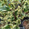ILEX AQUIFOLIUM 'FEROX ARGENTEA' IST