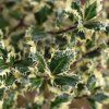ILEX AQUIFOLIUM 'FEROX ARGENTEA' IST1