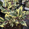 ILEX AQUIFOLIUM 'FEROX ARGENTEA' kak5