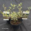 ILEX AQUIFOLIUM 'FEROX ARGENTEA' kak