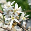AMELANCHIER LAMARCKII (MUCHOVNÍK LAMARCKOV)-istock18164d23f cdee 45e8 a7cb 48f68b4d4a0d
