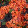 AZALEA 'GLOWING EMBERS' IST