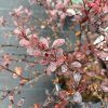 BERBERIS THUNBERGII 'DARTS RED LADY' kak1