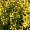 Berberis thunb. 'Golden Nugget' ist1