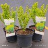 BERBERIS THUNBERGII 'GOLDEN TORCH' kak
