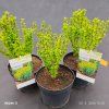 BERBERIS THUNBERGII 'GOLDEN TORCH' kak1