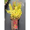 Berberis thunb. 'Golden Torch arbo