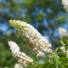 BUDDLEJA DAVIDII 'WHITE PROFUSION'