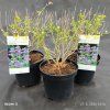 CARYOPTERIS × CLANDONENSIS 'HEAVENLY BLUE kak1
