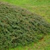 COTONEASTER PROCUMBENS 'QUEEN OF CARPETS IST