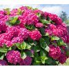 HYDRANGEA MACROPHYLLA 'ALPENGLÜHEN' SHUTT