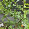 CHAENOMELES SUPERBA 'CAMEO' kak