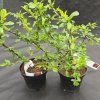 CHAENOMELES SUPERBA 'CAMEO' kak1