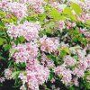 KOLKWITZIA AMABILIS 'PINK CLOUD' IST