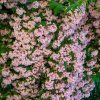 KOLKWITZIA AMABILIS 'PINK CLOUD' IST1