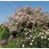 KOLKWITZIA AMABILIS 'PINK CLOUD' shutt