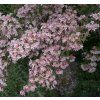 KOLKWITZIA AMABILIS 'PINK CLOUD shut2