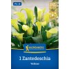 ZANTENDESCHIA 'YELLOW' ŽLTÁ (KALA) kiep