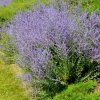 PEROVSKIA ATRIPLICIFOLIA 'BLUE SPIRE' IST1