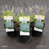 PEROVSKIA ATRIPLICIFOLIA 'BLUE SPIRE' kak2