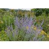 PEROVSKIA ATRIPLICIFOLIA 'BLUE SPIRE shut2
