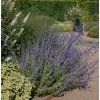 PEROVSKIA ATRIPLICIFOLIA 'BLUE SPIRE shut