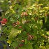 PHYSOCARPUS OPULIFOLIUS 'DART'S GOLD' kak2