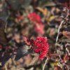 PHYSOCARPUS OPULIFOLIUS 'RED BARON' kak1