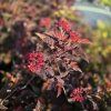 PHYSOCARPUS OPULIFOLIUS 'RED BARON' kak3