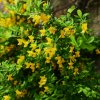 CYTISUS DECUMBENS IST