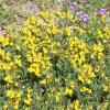 CYTISUS DECUMBENS IST1