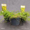 CYTISUS DECUMBENS kak
